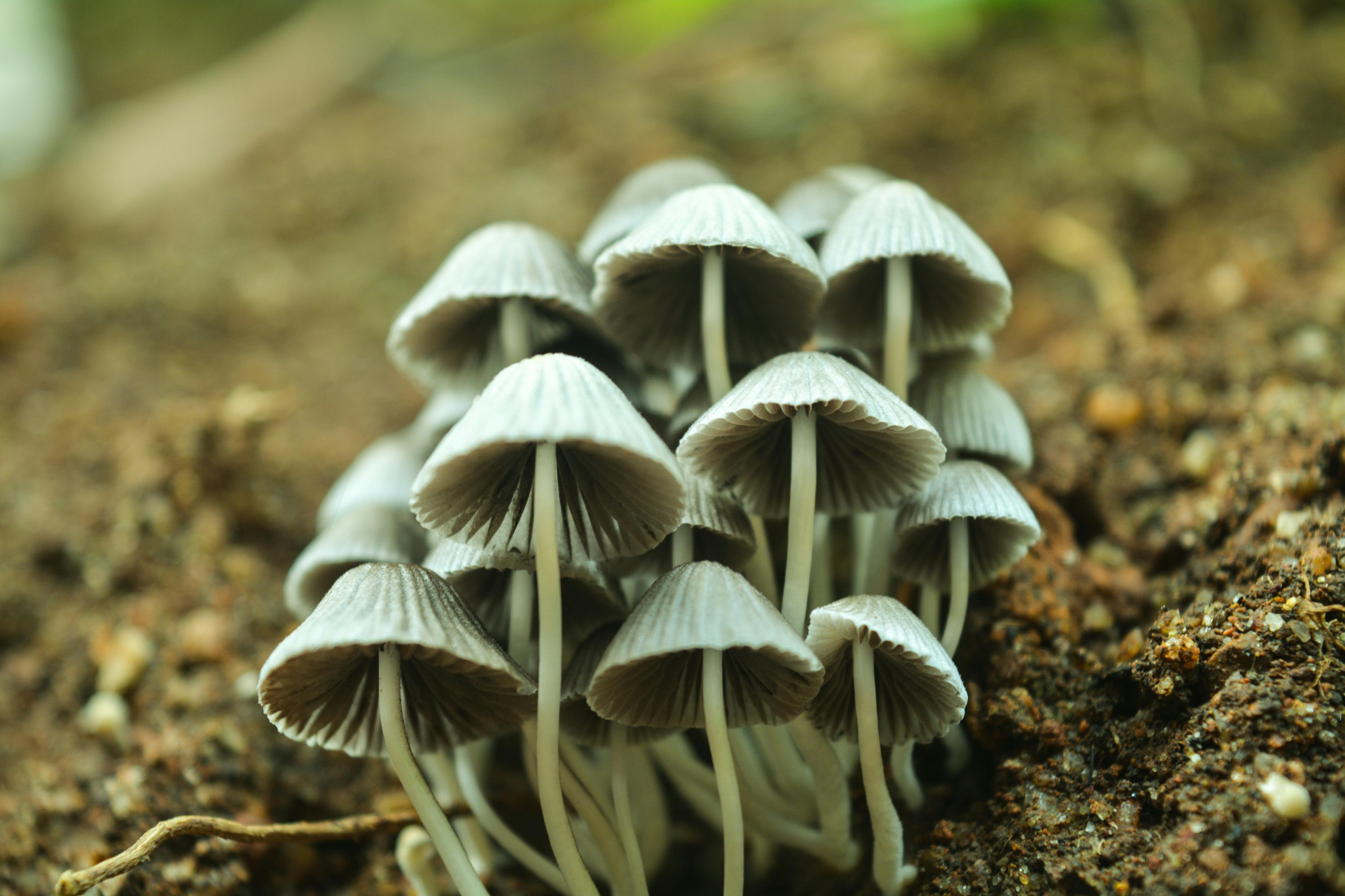 Green-green mushroom Green-green mushroom